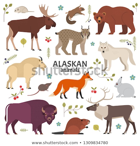 Stok fotoğraf: Alaskan Fox