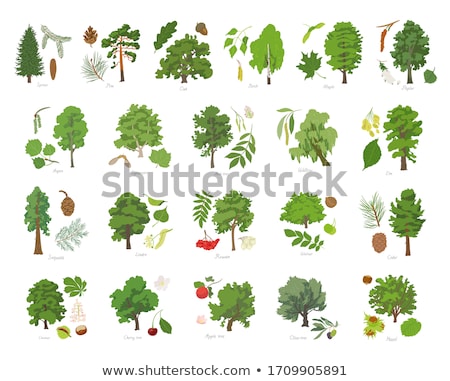 Stock photo: Set Of Trees With Leaves