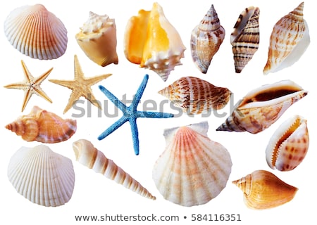 Stockfoto: Seashell Isolated