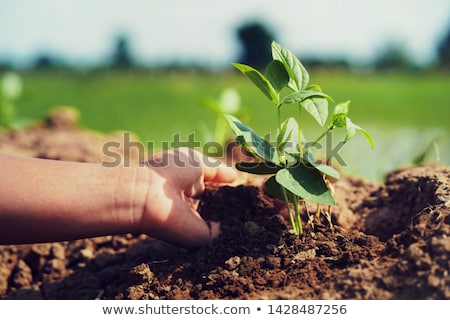 Foto stock: Female Farmers Hands In Soybean Field Responsible Farming