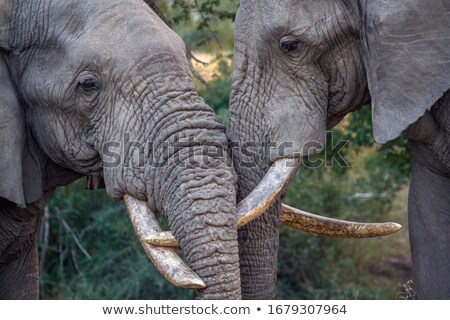 Stockfoto: Two Bonding Elephants In Kruger