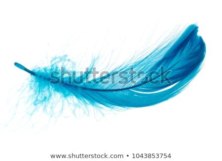 Сток-фото: Blue Feather