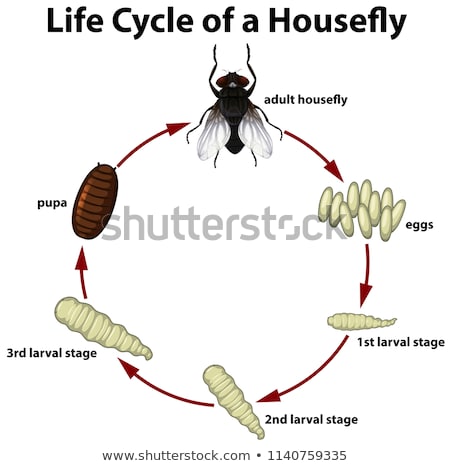 Stock fotó: Life Circle Of A Housefly