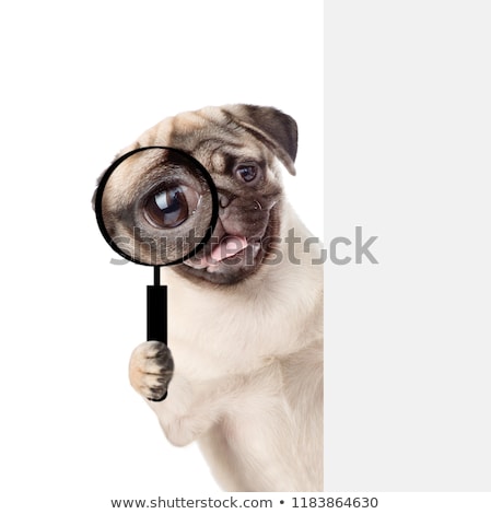 Imagine de stoc: Searching Dog With Magnifying Glass