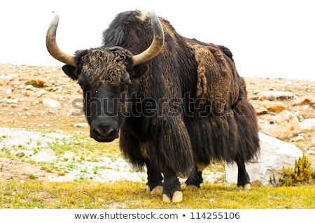 Zdjęcia stock: Close Up Wild Yak In Himalaya Mountains