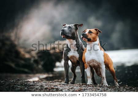 Foto stock: American Staffordshire Terrier