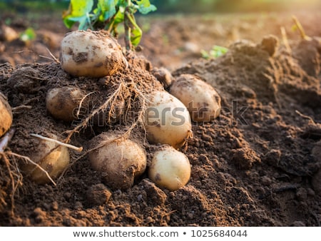 Stock photo: Potato Field