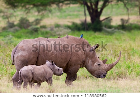Stok fotoğraf: Square Lipped Rhinoceros Ceratotherium Simum