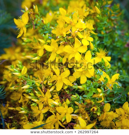 Green Grashopper On Yellow St Johns Flowers Stock foto © Pixachi