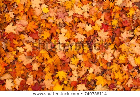 Foto stock: Autumn Leaves Background