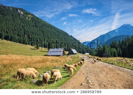 Stockfoto: Chocholowska Valley Tatra Mountains Poland