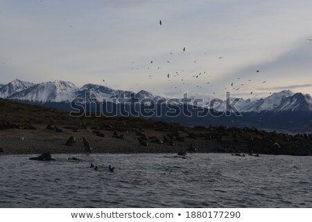 Stock fotó: Seagull At The Coast Flying And Swimming