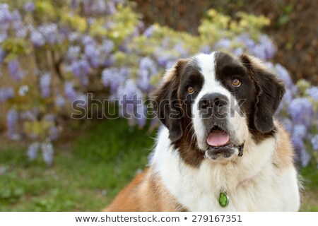 Stock photo: Puppy Saint Bernard Gardener