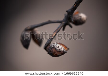 Stock foto: Burnt Seed Pods Open After Bush Fires In Australia