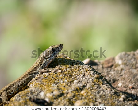 Foto stock: Lizard On A Stone