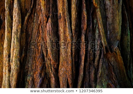 Stock foto: Redwood Bark Detail