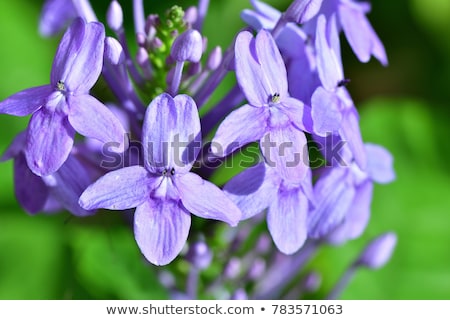 Stockfoto: Blue Sage In Sunlight