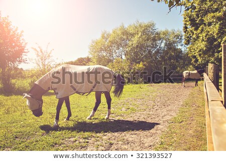 ストックフォト: Thoroughbred Horse In A Fly Mask