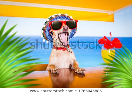 Foto stock: Dog Toasting