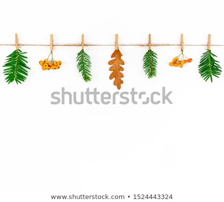 Foto stock: Oak Branch Hanging On Clothesline Isolated On White Background