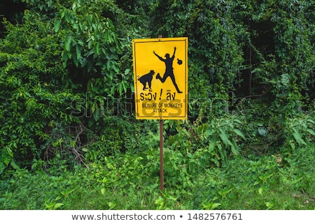 Stock fotó: Monkeys Attacking Children In The Monkey Forest