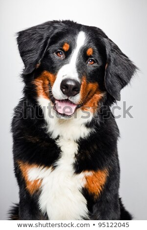 Сток-фото: Bernersennen Dog