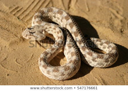 Stockfoto: A Snake At The Desert