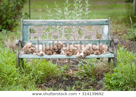 Foto stock: Achorro · Cockapoo · aislado · en · blanco