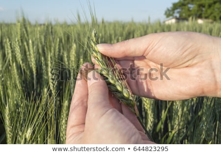 Stock foto: Concept Of Responsible Farming Female Farmer In Cereal Crops Fi