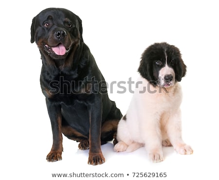 Сток-фото: Puppy Landseer And Rottweiler