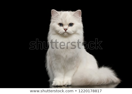 Сток-фото: Tail Of White Cat