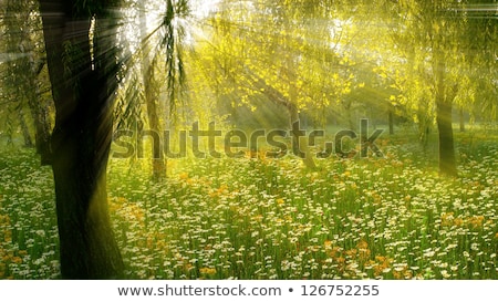 ストックフォト: Mystery Woods As Wilderness Landscape Amazing Trees In Green Forest Nature And Environment