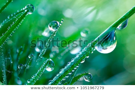 Stockfoto: Morning Dew