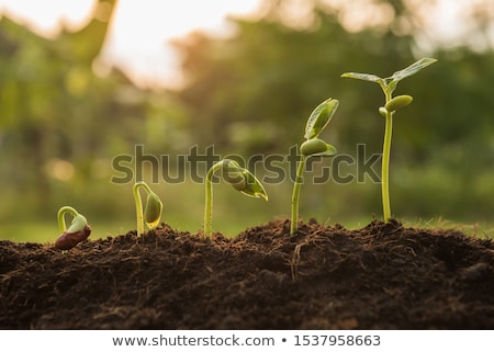 Foto stock: Orticultura