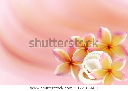 Foto stock: Frangipani And Seashell