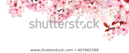 Stock photo: A Frame From Cherry Blossom