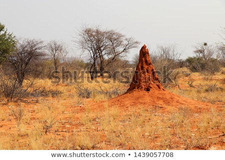 Stok fotoğraf: African Termite Hill