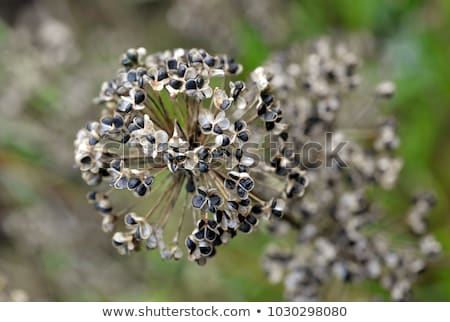 Stock photo: Seeding Onion