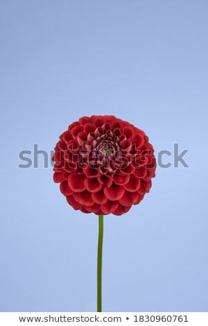 Foto stock: Red Mexican Dahlia