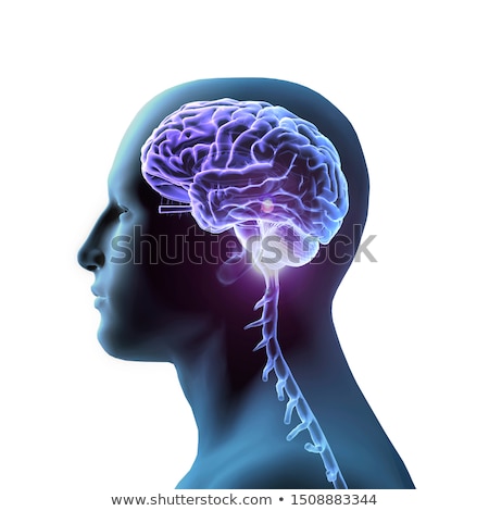 Foto stock: 3d Rendered Illustration Of The Spinal Chord