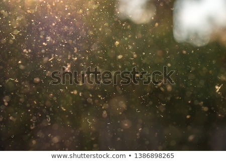 Stock fotó: Pollen