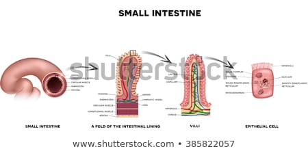 Foto stock: Small Intestine Wall Anatomy