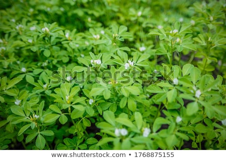 Stock fotó: Fenugreek