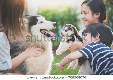 Zdjęcia stock: Kid Boy Pet Siberian Husky