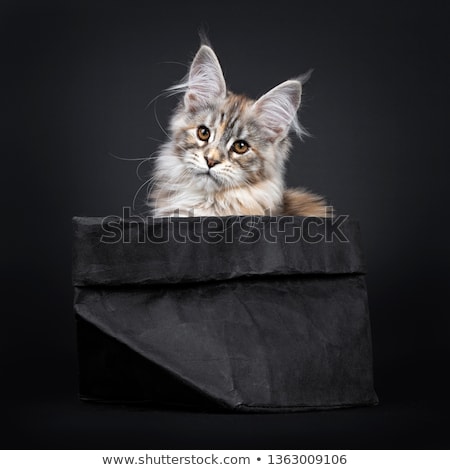 Stockfoto: Amazing Silver Tortie Maine Coon Cat On Black Background