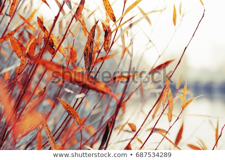 Stockfoto: City River Autumn Park Landscape