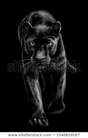 Stok fotoğraf: Portrait Of The Black Puma