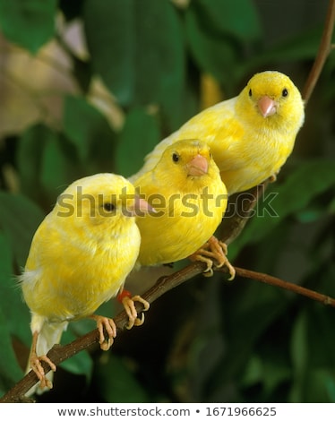 Stok fotoğraf: Canary Bird On Branch