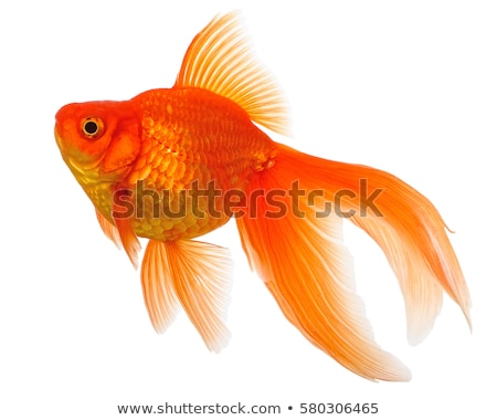 Сток-фото: Golden Fish
