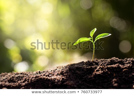 Stock foto: Seedlings